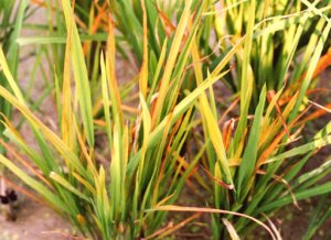 Ph&aacute;t triển kỹ thuật chẩn đo&aacute;n Rice yellow stunt virus g&acirc;y bệnh v&agrave;ng lụi l&uacute;a bằng kh&aacute;ng huyết thanh thỏ đặc hiệu protein N