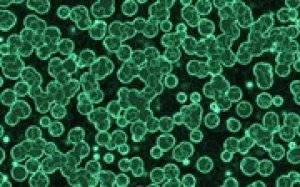 Ph&aacute;t triển loại vi khuẩn chỉ `ăn` kh&iacute; CO2 