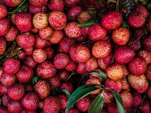C&ocirc;ng nghệ mới cho ph&eacute;p bảo quản vải thiều l&ecirc;n đến 18 th&aacute;ng