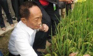 Người trẻ Trung Quốc n&oacute;i g&igrave; về cha đẻ l&uacute;a lai