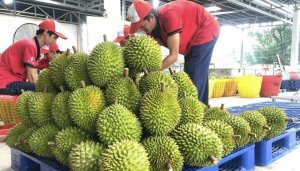 N&ocirc;ng, l&acirc;m, thủy sản xuất si&ecirc;u tăng gần 100% trong qu&yacute; I