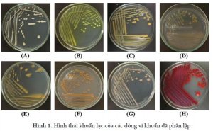 Ph&acirc;n lập v&agrave; tuyển chọn c&aacute;c d&ograve;ng vi khuẩnc&oacute; khả năng sinh tổng hợp carotenoid ở n&uacute;i cấm, huyện Tịnh Bi&ecirc;n, tỉnh An Giang