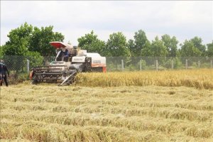 Thị trường n&ocirc;ng sản tuần qua: Gi&aacute; l&uacute;a tăng, giảm tr&aacute;i chiều