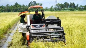 Thị trường n&ocirc;ng sản: Gi&aacute; l&uacute;a duy tr&igrave; ở mức cao nhờ trợ lực xuất khẩu