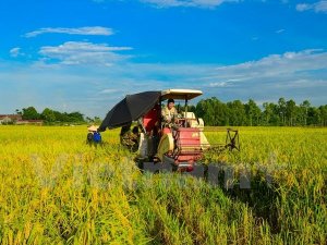 Cải c&aacute;ch ng&agrave;nh l&uacute;a gạo Việt Nam theo định hướng thị trường