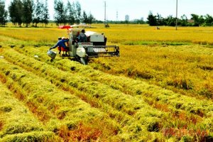 Xây dựng nông thôn mới cần gắn với tái cơ cấu nông nghiệp