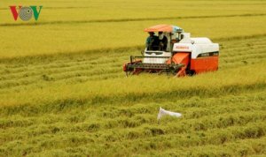Ph&aacute;t triển l&uacute;a gạo bền vững: Tầm nh&igrave;n mới cho ng&agrave;nh l&uacute;a gạo