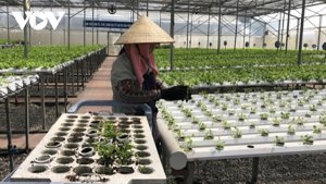 Mục ti&ecirc;u tăng số lượng hợp t&aacute;c x&atilde;, kinh tế tập thể khoảng 18% v&agrave;o năm 2025