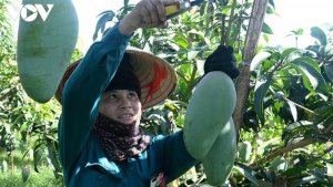 N&ocirc;ng sản Việt t&aacute;i cơ cấu tập trung cho thị trường trong nước