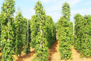 Hiện trạng sản xuất v&agrave; một số giải ph&aacute;p n&acirc;ng cao hiệu quả sản xuất hồ ti&ecirc;u tại Ph&uacute; Quốc