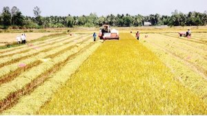 Khởi sắc vụ đ&ocirc;ng xu&acirc;n