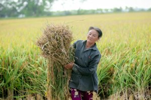 Xuất khẩu gạo thu 4,78 tỷ USD, ng&agrave;nh n&ocirc;ng nghiệp c&ograve;n `2 khoản nợ` đặc biệt