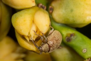 Những anh h&ugrave;ng thụ phấn thầm lặng của c&acirc;y