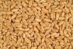 Thị trường TĂCN thế giới ng&agrave;y 27/10/2020: Gi&aacute; l&uacute;a m&igrave; tăng