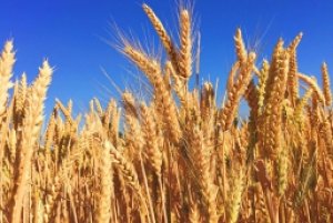 FAO: Gi&aacute; lương thực to&agrave;n cầu tăng gần 15% năm 2022