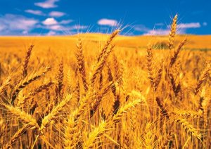 FAO đưa ra dự b&aacute;o sớm về sản lượng ngũ cốc năm 2021