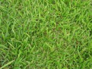Các loài cỏ dại kh&ocirc;ng th&ecirc;̉ thích nghi đủ nhanh đ&ecirc;̉ ch&ocirc;́ng chịu sự &acirc;́m l&ecirc;n toàn c&acirc;̀u