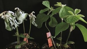 Hóa ch&acirc;́t từ giun được sử dụng đ&ecirc;̉ dụ c&acirc;y tr&ocirc;̀ng tự bảo v&ecirc;̣ mình