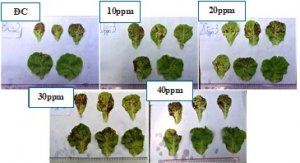 Ảnh hưởng nồng độ silic đ&ecirc;́n khả năng kh&aacute;ng bệnh đốm l&aacute; do nấm Cercospora sp. tr&ecirc;n rau x&agrave; l&aacute;ch thủy canh