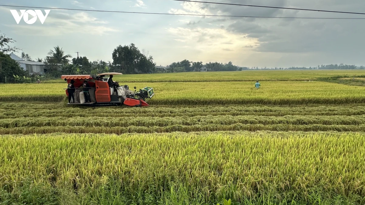 X&acirc;y dựng thương hiệu gạo Việt xanh ph&aacute;t thải thấp