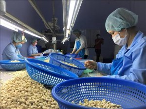 Vượt r&agrave;o cản, xuất khẩu điều về đ&iacute;ch