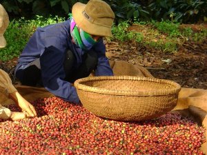 Xuất khẩu c&agrave; ph&ecirc; cả năm c&oacute; thể đạt tr&ecirc;n 3 tỷ USD
