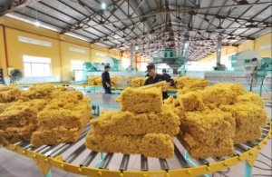 Xuất khẩu cao su &ldquo;bỏ trứng v&agrave;o một giỏ&rdquo; nhưng gi&aacute; b&aacute;n thấp nhất so với c&aacute;c đối thủ