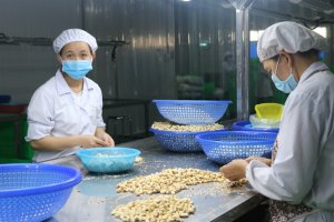 Hạt điều đổi đời từ 2 hội nghị lịch sử