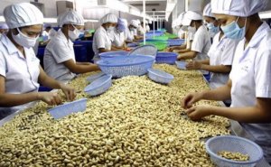 Xuất khẩu điều tăng trưởng cao nhưng chưa lấy lại được mốc kỷ lục