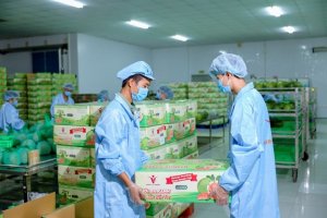 Xuất khẩu rau quả v&agrave; gạo dự b&aacute;o mang về tr&ecirc;n 11,5 tỉ USD trong năm 2024