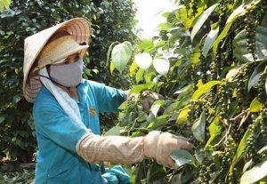 Năm 2024, hồ ti&ecirc;u xuất khẩu sẽ tăng gi&aacute; do sản lượng giảm v&agrave; tồn kho thấp 