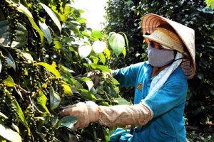 Xuất khẩu ti&ecirc;u khởi sắc nhưng chưa gi&agrave;nh lại được mốc 1 tỷ USD