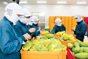 Nhiều t&iacute;n hiệu vui, kim ngạch xuất khẩu n&ocirc;ng nghiệp sẽ đạt kỳ vọng