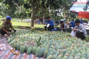 Ph&aacute;t triển CĂQ gắn với x&acirc;y dựng thương hiệu: C&aacute;ch l&agrave;m của Sơn La