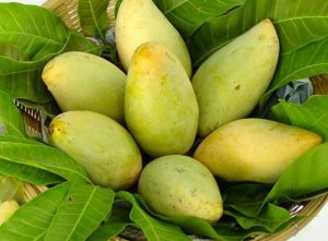 T&igrave;nh h&igrave;nh nhập khẩu v&agrave; thị hiếu tập qu&aacute;n ti&ecirc;u d&ugrave;ng quả xo&agrave;i tại Hoa Kỳ