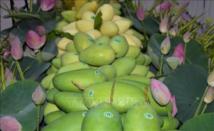 Cải tiến sản xuất để n&acirc;ng cao chuỗi gi&aacute; trị xo&agrave;i