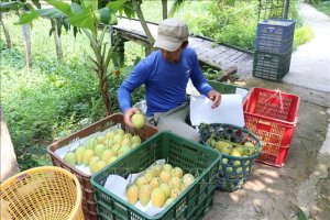 N&acirc;ng tầm đặc sản Đồng bằng s&ocirc;ng Cửu Long