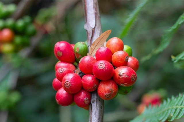 Xuất khẩu c&agrave; ph&ecirc; 9 th&aacute;ng vượt xa con số kỷ lục năm 2024