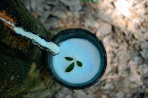 Xuất khẩu cao su của Việt Nam thu về 3,33 tỷ USD trong năm 2025