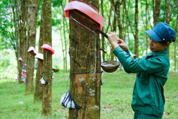 Xuất khẩu cao su suy giảm, dự b&aacute;o tiếp tục gặp kh&oacute; khăn