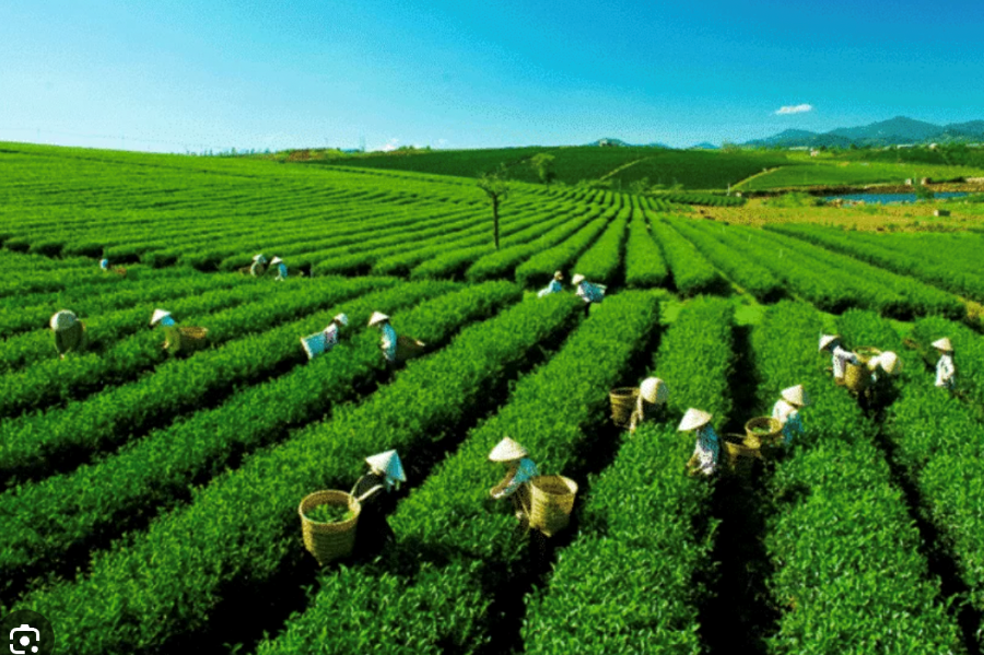 Xuất khẩu ch&egrave; giảm nhưng vẫn ghi nhận điểm s&aacute;ng từ thị trường Th&aacute;i Lan