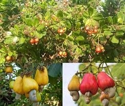 Xuất khẩu điều năm 2025 đ&iacute;ch đến 4,5 tỷ USD