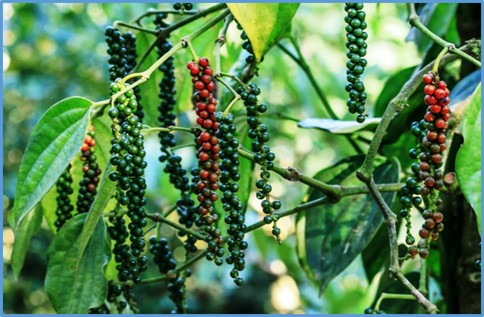 Xuất khẩu hồ ti&ecirc;u lập kỷ lục mới