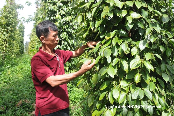 Xuất khẩu hồ ti&ecirc;u tăng tốc, chất lượng l&agrave; &lsquo;ch&igrave;a kh&oacute;a&rsquo; giữ thị trường