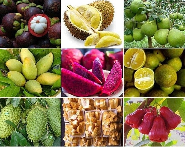 Xuất khẩu rau quả 6 th&aacute;ng đầu năm 2025 đạt gần 3,11 tỷ USD