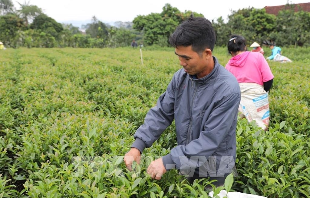 Xuất khẩu sụt giảm, ch&egrave; Việt chinh phục thị trường nội địa