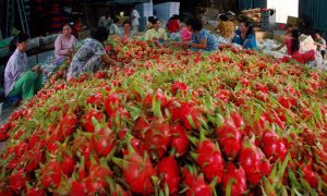 Chuyển dịch xuất khẩu n&ocirc;ng sản từ tiểu ngạch sang ch&iacute;nh ngạch: Cuộc c&aacute;ch mạng cần c&oacute; sự ki&ecirc;n tr&igrave;