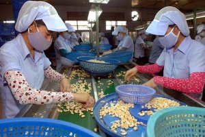 Xuất khẩu giảm, ng&agrave;nh điều đương đầu với nhiều th&aacute;ch thức