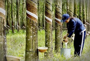 Xuất khẩu cao su 8 th&aacute;ng năm 2023 đạt 1,59 tỷ USD
