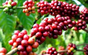 Xuất khẩu c&agrave; ph&ecirc; v&agrave; gạo giảm mạnh th&aacute;ng đầu năm